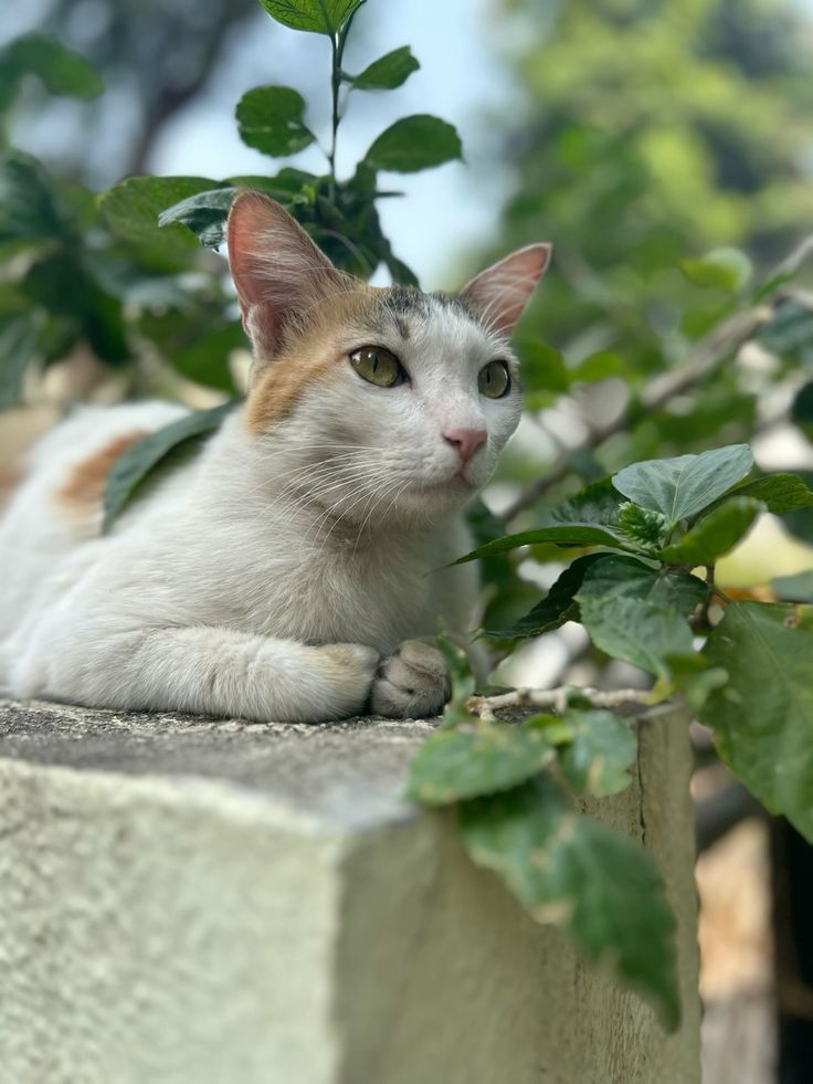Happy adopted pets