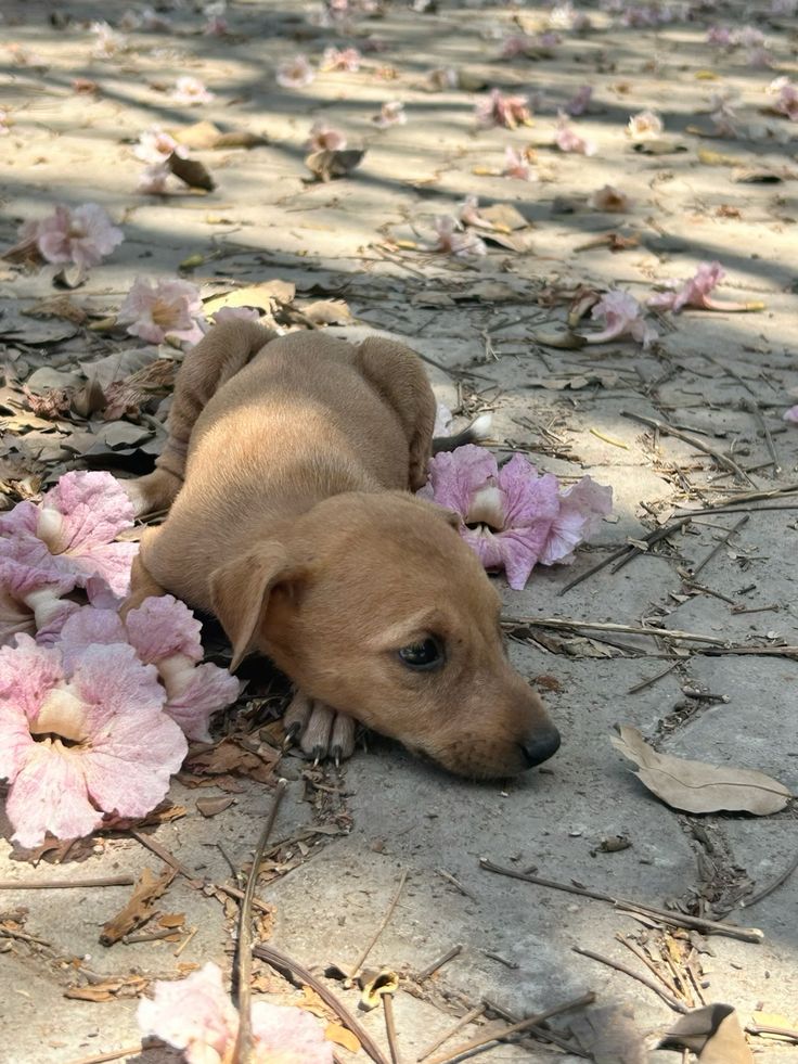 Lucy the dog